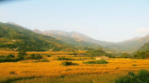 Mùa săn lúa cuối năm trên khắp Việt Nam