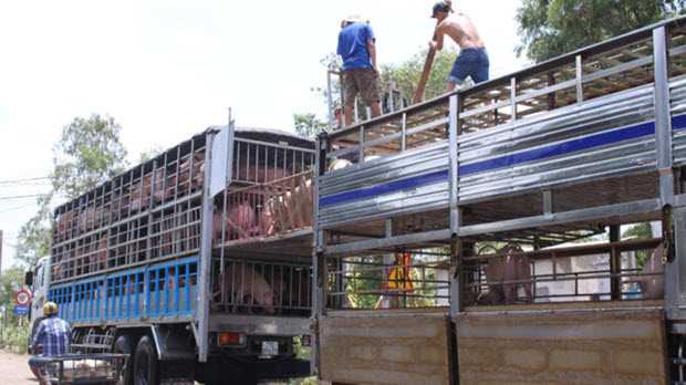 Xuất khẩu thịt lợn sang Trung Quốc: Bài toán biết lời giải nhưng khó làm