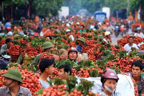 Bắc Giang dự kiến xuất khẩu 96.000 tấn vải thiều trong niên vụ năm 2023