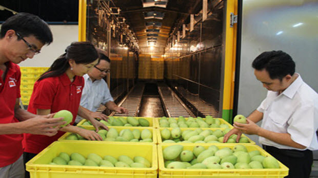  16 điều kiện để trái xoài Việt Nam được phép nhập khẩu vào Australia