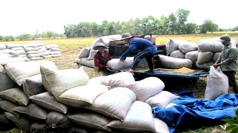  Xuất khẩu gạo đầu năm 2016 sẽ ít bị áp lực