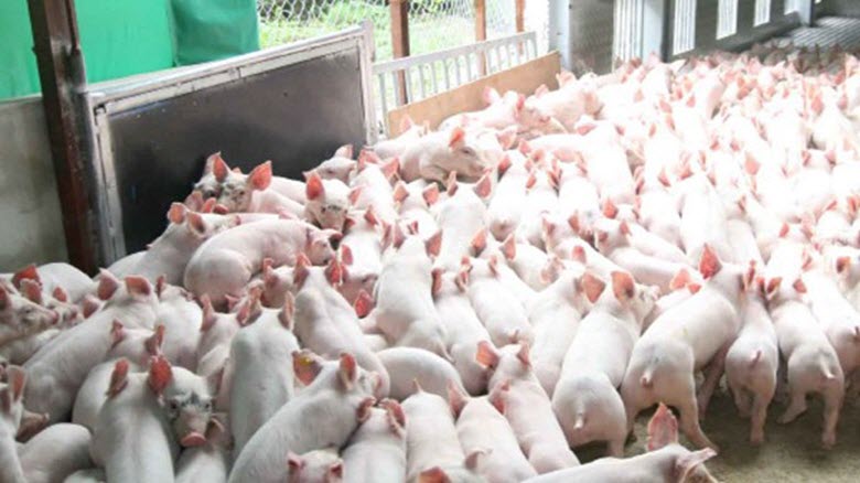 Chăn nuôi Việt Nam trước TPP - Phần I:Cạnh tranh sao khi Việt Nam tốn 15-20 người để chăm 1.000 con lợn?