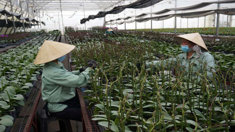 Làm gì để Việt Nam trở thành cường quốc xuất khẩu hoa?