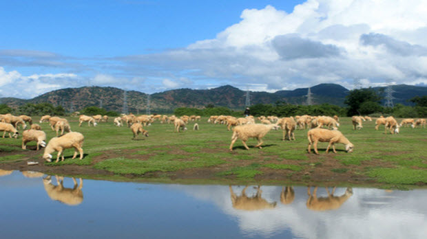 'Dấu chân du mục' trên cánh đồng chăn cừu ở Ninh Thuận