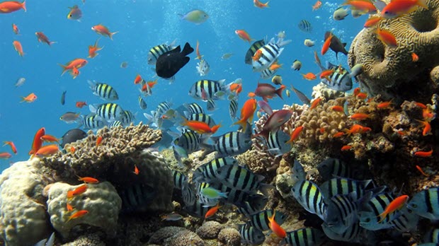 Lặn ngắm san hô – Một trải nghiệm mới toanh tại Đà Nẵng
