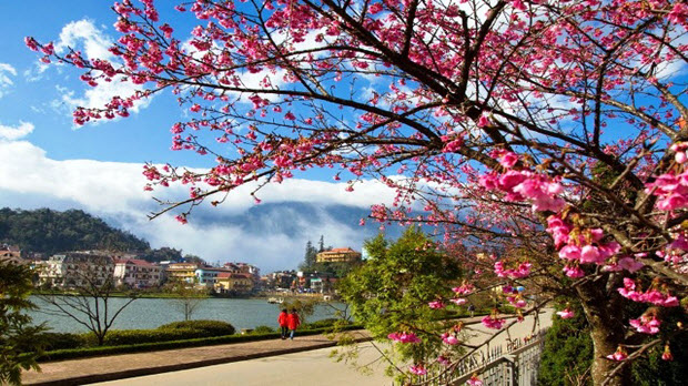  Lâm Đồng sẽ tổ chức Lễ hội Hoa anh đào lần đầu tiên