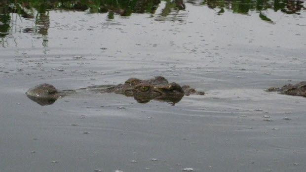 Bí ẩn đầm lầy nhiều cá sấu nhất Đông Nam Bộ