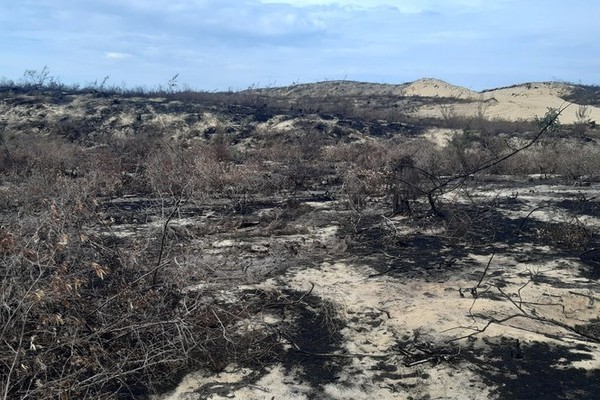 Binh Dinh wind power project halted to following deforestation