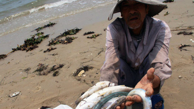  Thủy sản Việt Nam hàng năm xuất khẩu tới 8 tỷ USD, nay bị nhiều khách quốc tế hủy hợp đồng vì nhiễm kim loại nặng