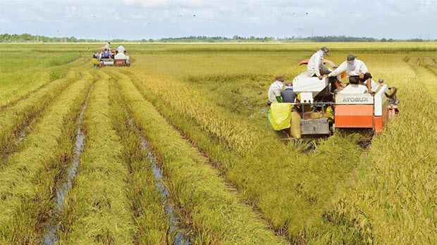  Kế hoạch tái cơ cấu ngành nông nghiệp Cà Mau giai đoạn 2016 - 2020
