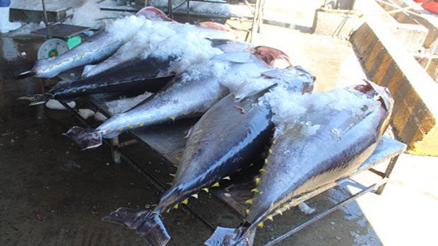 Cá ngừ đại dương bị “ép giá” vì chất lượng thấp quá!