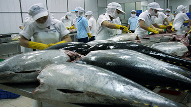  Cá ngừ Việt Nam là mặt hàng xuất khẩu tiềm năng sang Israel