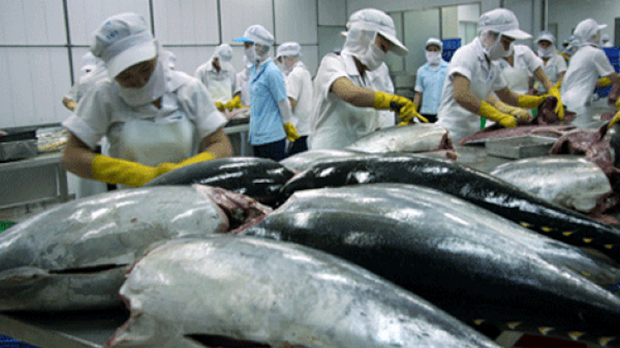  Cá ngừ xuất khẩu chuyển hướng sang thị trường mới nổi