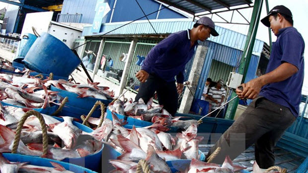  Giá cá tra tươi sang Mỹ tăng cao nhất 2 năm