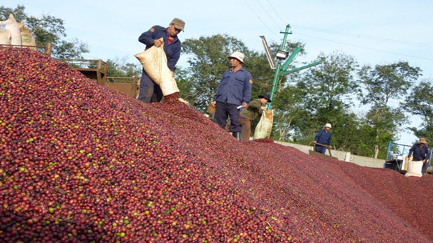  Giá xuất khẩu bình quân đạt 2.257 USD/tấn, cà phê thu về hơn 3,2 tỷ USD năm qua