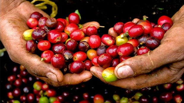 Xuất khẩu nhiều thứ 2 thế giới những vẫn thiếu bản sắc, cà phê Việt đang thua đau