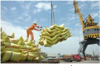 Gạo xuất khẩu của Việt Nam: Châu Phi còn “lắc đầu”