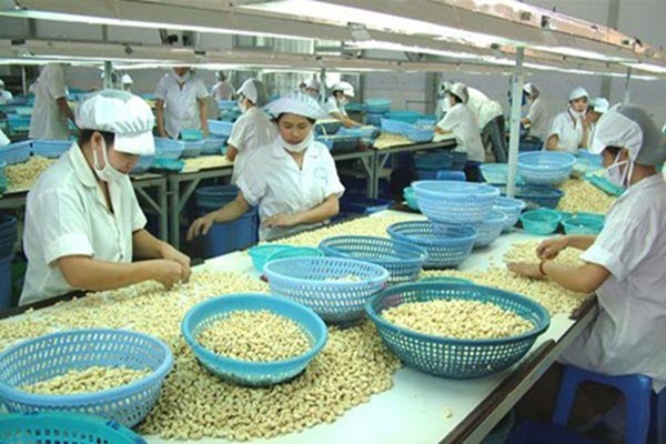 VN cashew industry fails to meet export targets