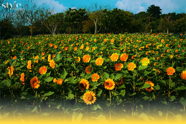 Check-in sunflower garden blooms brilliantly in Dong Nai