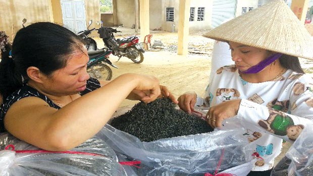  Thái Nguyên: độc đáo những chợ trà