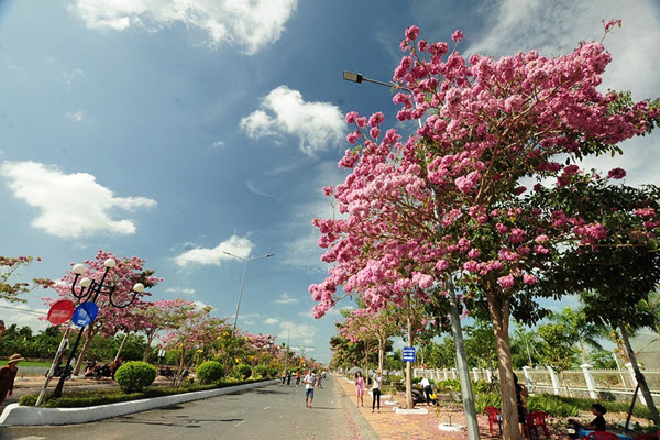 Con đường 160 cây hoa kèn hồng nở rực rỡ ở miền Tây