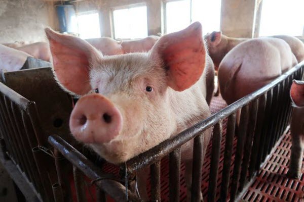 Thịt lợn sau dịch : Trong nước thiếu hụt, Trung Quốc mua vét, giá tăng không ngừng