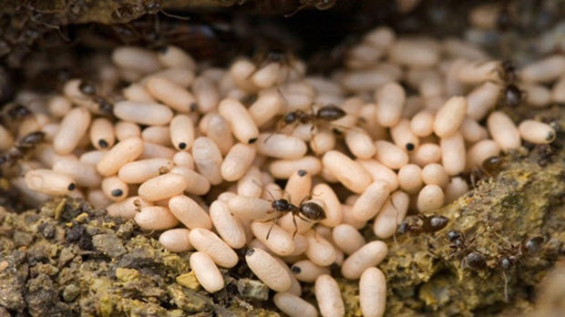  Thưởng thức đặc sản trứng kiến vàng ở Hầm Hô
