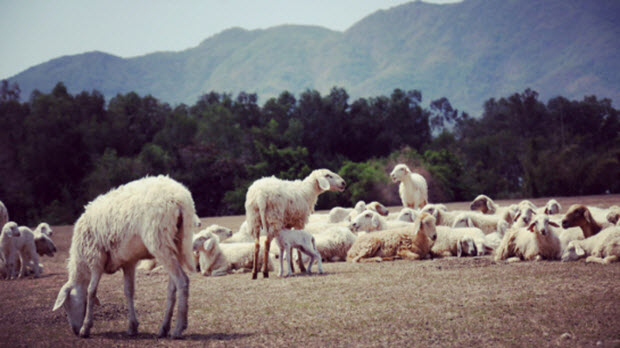 Đến cánh đồng cừu thu hút khách ở Bà Rịa - Vũng Tàu