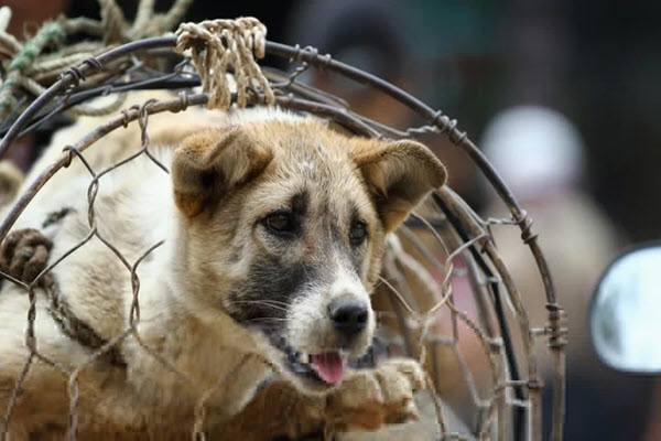 As Vietnam’s middle class expands, dog meat consumption shrinks