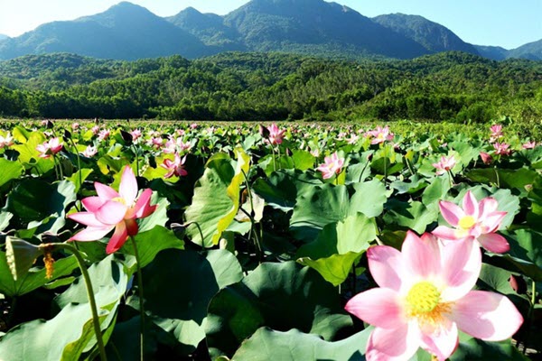 Tìm về thiên nhiên bình yên ở cánh đồng sen lớn nhất xứ Quảng