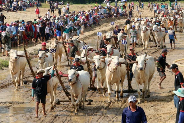 Độc đáo hội đua bò Bảy Núi thu hút hàng nghìn lượt du khách tới cổ vũ