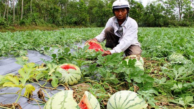  Trung Quốc ngừng mua, nông sản Việt "vỡ trận" giá giảm mạnh