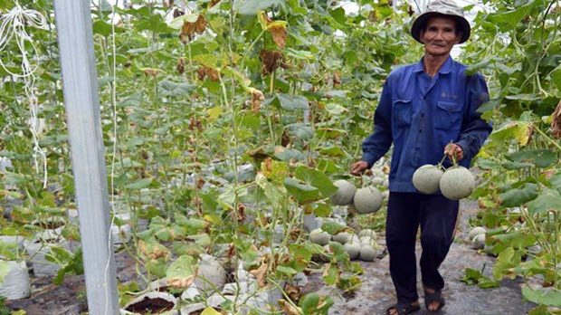 Hau Giang: Collecting billions from high-tech melon garden