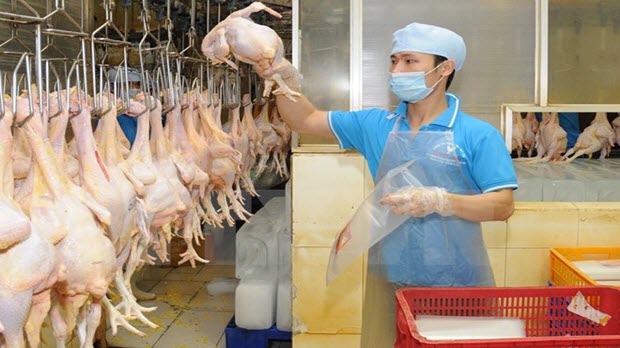  Thịt gà chế biến của Việt Nam có thể được xuất khẩu sang Nhật Bản