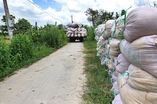 Lượng và giá xuất khẩu gạo giảm, giá nội địa cũng ‘bốc hơi’ mạnh