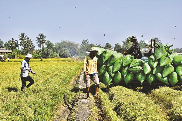 Xuất khẩu gạo giảm: Cần những đánh giá khách quan
