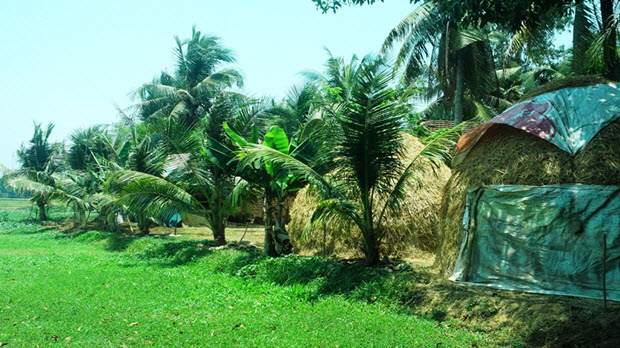 Giá dừa tăng cao, xứ dừa Tam Quan hồi sinh trở lại