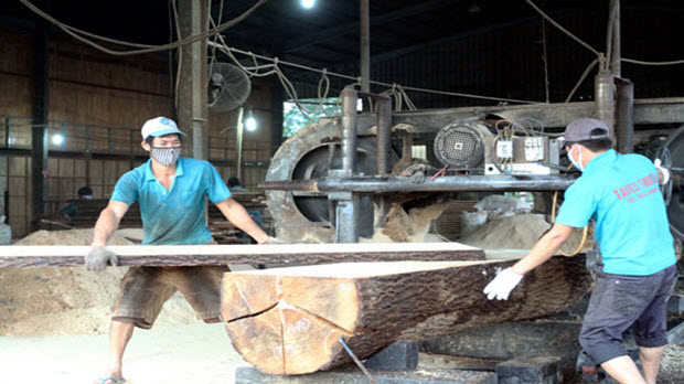 Doanh nghiệp Trung Quốc tràn sang thu mua gỗ nguyên liệu