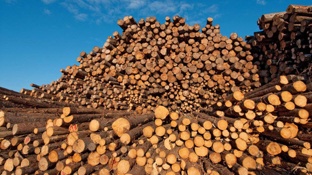 Các đại gia gỗ Việt sẽ giải bài toán 10 tỷ đô thế nào khi sản lượng gỗ nội không cao, còn chất lượng lại quá thấp?