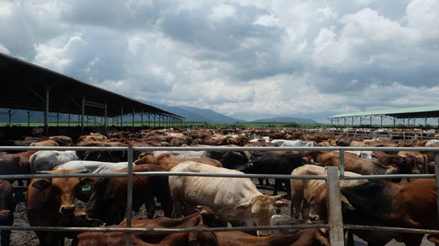  Chấm dứt hoạt động dự án nuôi bò nghìn tỷ của Hoàng Anh Gia Lai