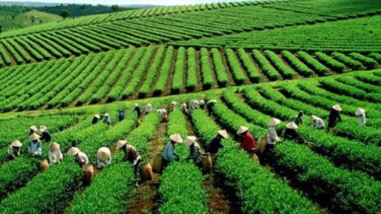 Nông sản, nông nghiệp Việt trong mắt người Nhật