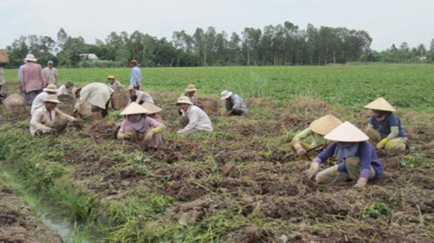 Hà Nội xây dựng kế hoạch đào tạo nghề cho lao động nông thôn giai đoạn 2017 - 2020