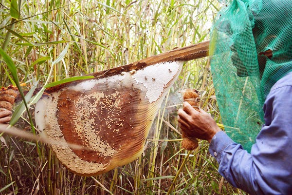 Gác kèo ong rừng U Minh Hạ - nghề di sản văn hóa phi vật thể Quốc gia