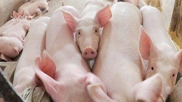 Cứu giá thịt lợn “rẻ như bèo” cho người nông dân bằng cách nào?