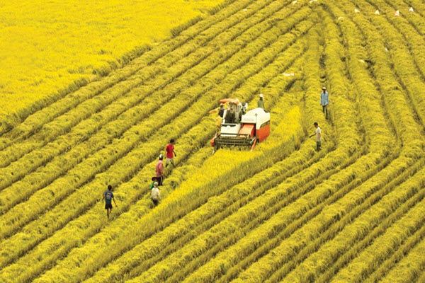 An Giang củng cố liên kết 3 nhà thúc đẩy sản xuất lúa