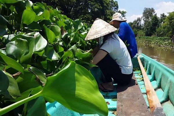 Hyacinth eradicates hunger and alleviates poverty for Hau Giang people