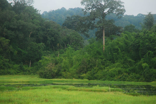 Hiện trạng rừng ở Việt Nam