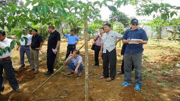  New Zealand triển khai mô hình trồng rau an toàn tại Bình Định