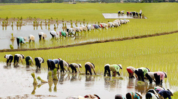  Nông nghiệp Việt Nam phải làm gì để thoát “nghèo”?
