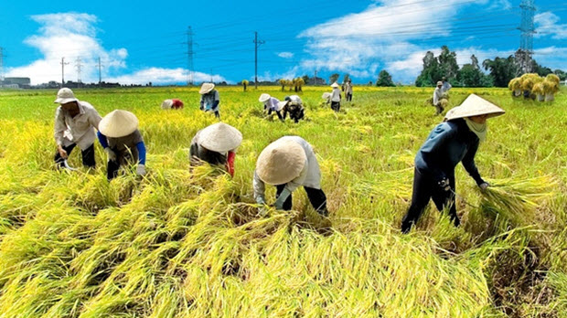  Người Việt ăn gạo ít đi, đóng góp của nông nghiệp trong GDP giảm xuống